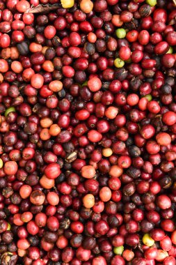 kızartma önce taze kahve çekirdekleri