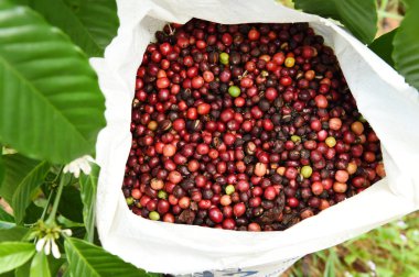 kızartma önce taze kahve çekirdekleri