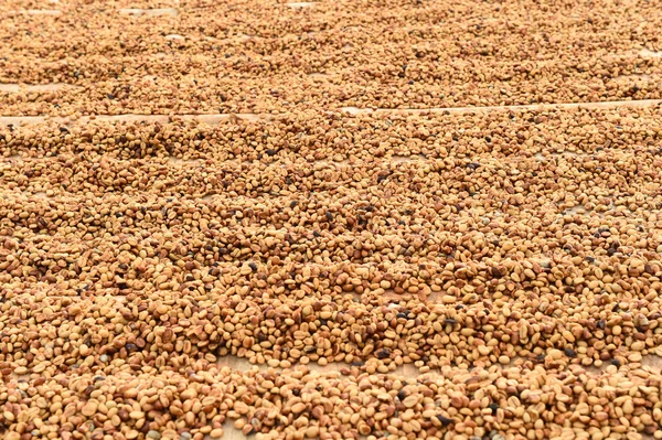 Koffiebonen gedroogd in de zon — Stockfoto