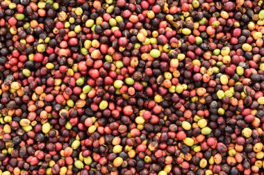 kızartma önce taze kahve çekirdekleri