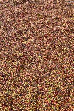 kızartma önce taze kahve çekirdekleri