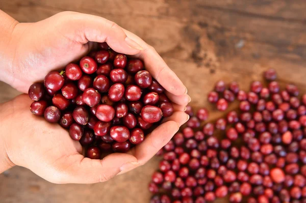 Čerstvé kávy bean v ruce na červené plody kávy — Stock fotografie