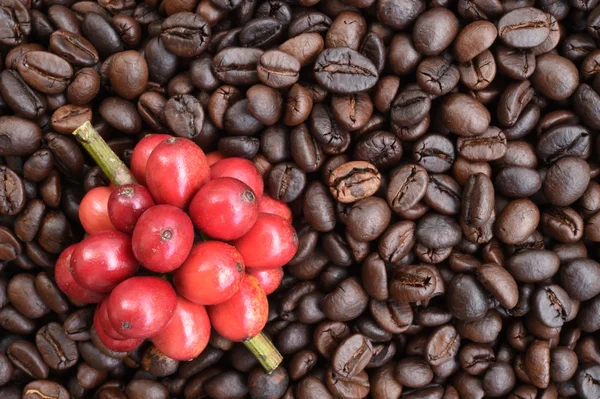 Кавові зерна, що дозрівають на сушених ягодах кавових зернах — стокове фото