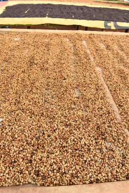 Kahve çekirdekleri güneşte kurutulmuş