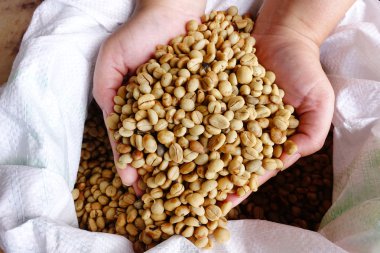 Yeşil kahve çekirdekleri el