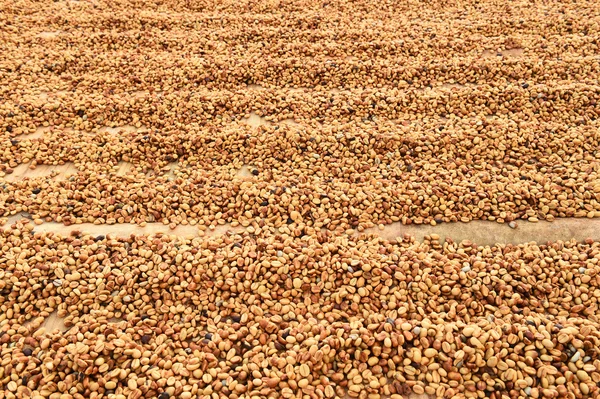 Kahve çekirdekleri güneşte kurutulmuş