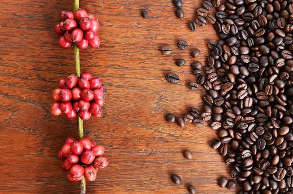 Coffe beans and fresh berries beans — Stock Photo, Image