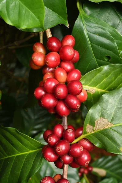 Granos de café madurando en un árbol —  Fotos de Stock