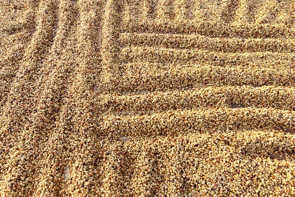 Granos de café secos al sol — Foto de Stock