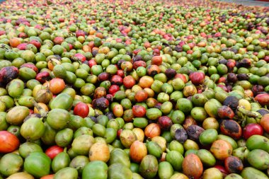 kızartma önce taze kahve çekirdekleri