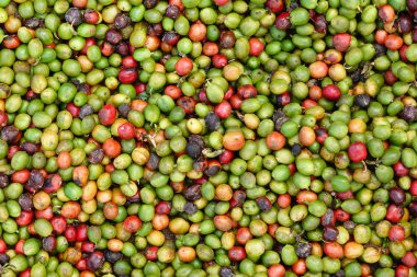 kızartma önce taze kahve çekirdekleri