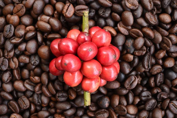 Red ripe coffee on coffee beans — Stock Photo, Image