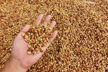 Yeşil kahve çekirdekleri el