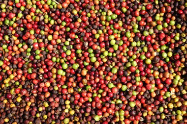 kızartma önce taze kahve çekirdekleri