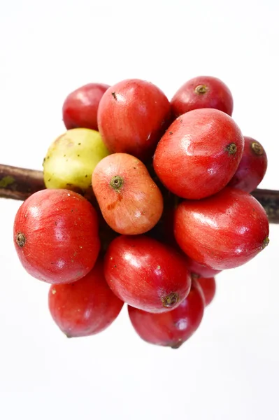 Reife Kaffeebohnen — Stockfoto