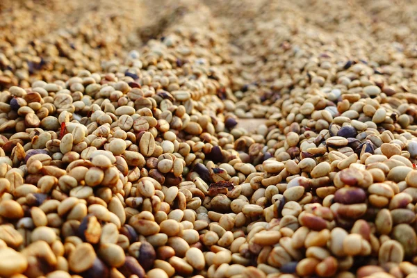 Granos de café secos al sol —  Fotos de Stock