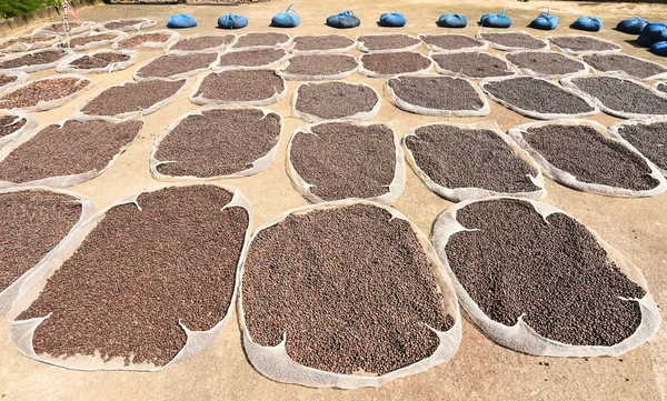 Detailní záběr sušených kávová zrna — Stock fotografie
