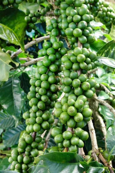 茎上的绿色咖啡豆 — 图库照片