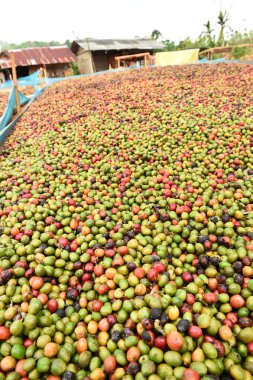 Kırmızı meyveler kahve güneşte kurutma