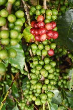 Ağaçta olgunlaşan kahve çekirdekleri