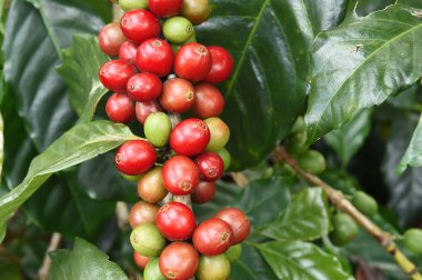 Ağaçta olgunlaşan kahve çekirdekleri