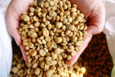 Yeşil kahve çekirdekleri el