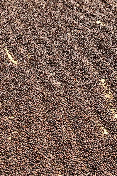Primer plano de granos de café secos — Foto de Stock