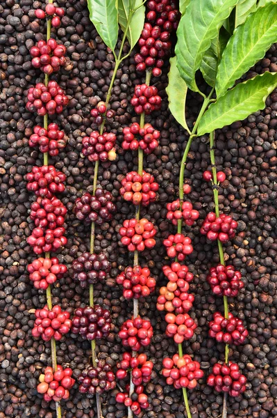 Coffee beans ripening on dried berries coffee beans — Stock Photo, Image