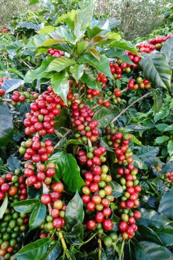 Ağaçta olgunlaşan kahve çekirdekleri