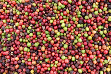 kızartma önce taze kahve çekirdekleri