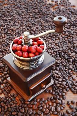 Kahvenin Kahve değirmeni olgunlaşma