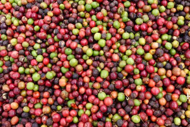 kızartma önce taze kahve çekirdekleri