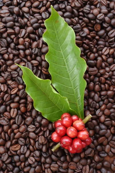 Roter reifer Kaffee auf Kaffeebohnen — Stockfoto