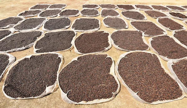 Gros plan sur les grains de café secs — Photo