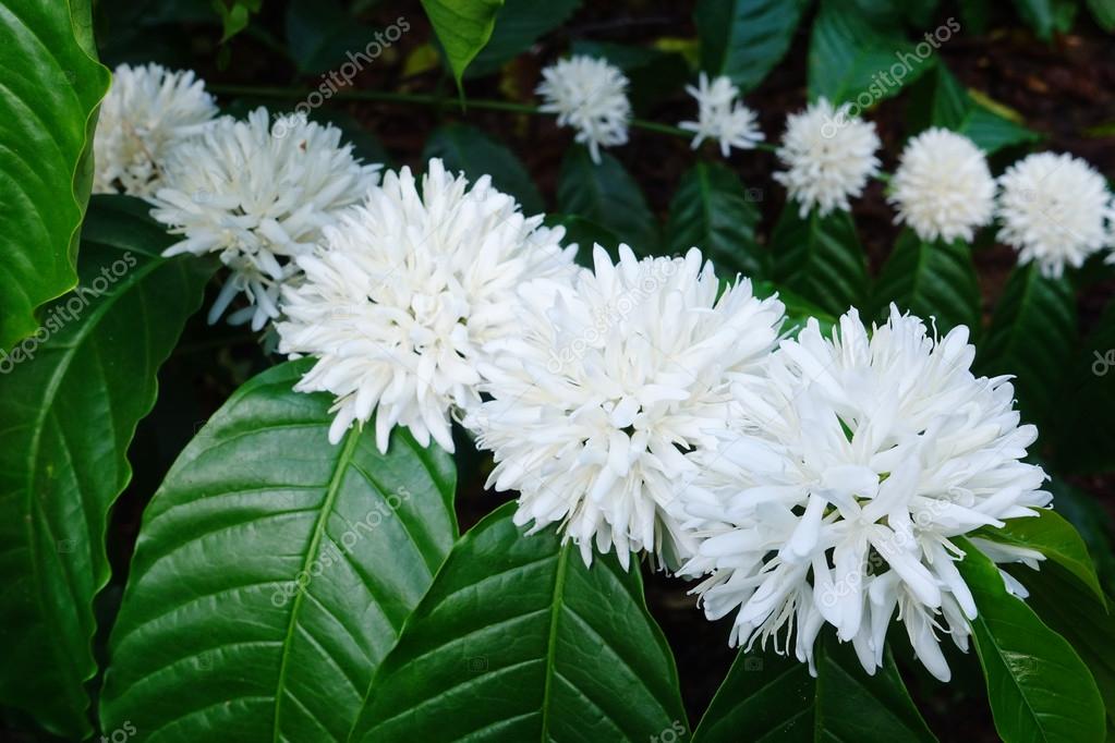 Flor de árvore de café com flores de cor branca