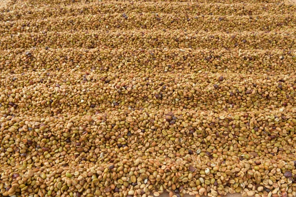 Kopi kacang kering di bawah sinar matahari — Stok Foto