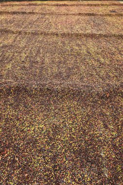 Kırmızı meyveler kahve güneşte kurutma