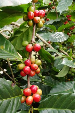 Ağaçta olgunlaşan kahve çekirdekleri