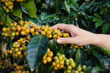 kahve çekirdekleri hasat imalatı