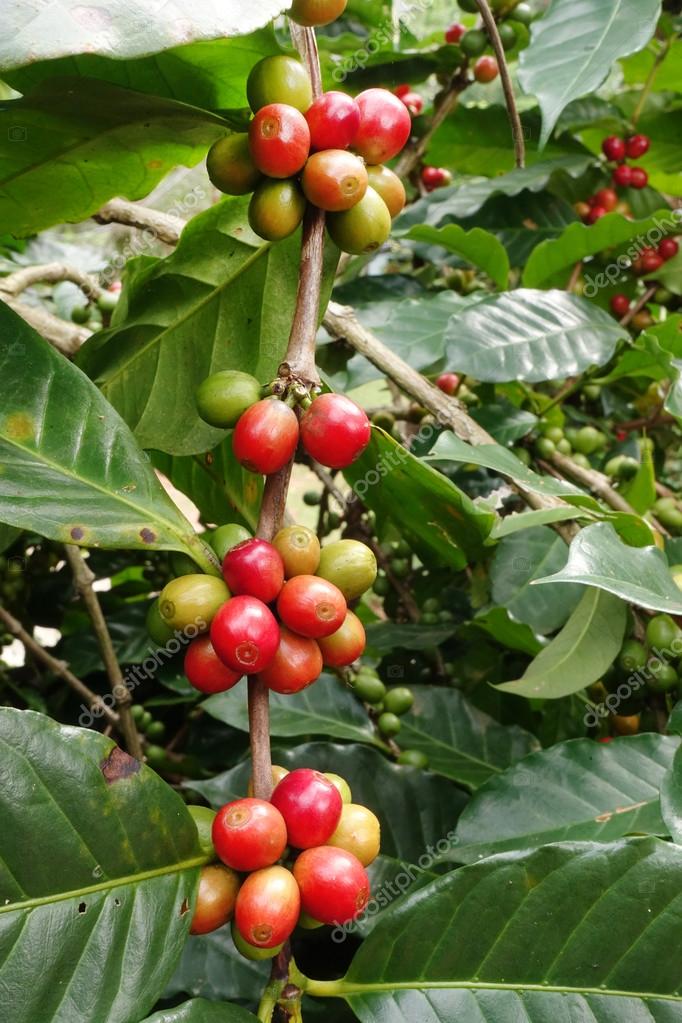 Coffee beans ripening on a tree — Stock Photo © nimon_t 97273138