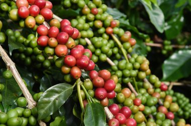 Ağaçta olgunlaşan kahve çekirdekleri