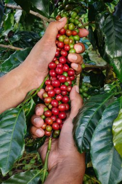 Olgun kahve çekirdekleri