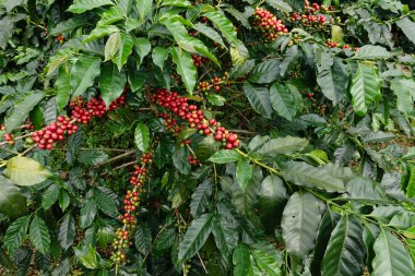 Ağaçta olgunlaşan kahve çekirdekleri