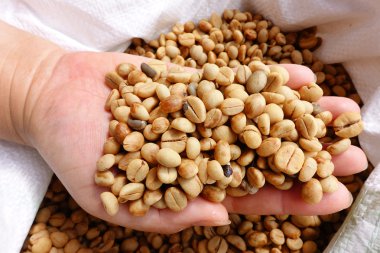 Yeşil kahve çekirdekleri el