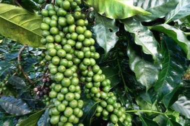 Köküne yeşil kahve.