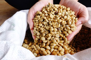 Yeşil kahve çekirdekleri el