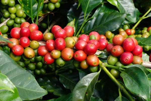 Granos de café madurando en un árbol —  Fotos de Stock