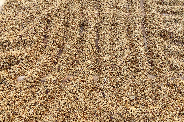 Granos de café secos al sol — Foto de Stock