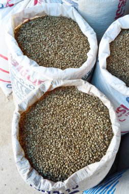 yeşil fasulye kahve çekirdekleri