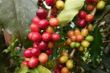 Ağaçta olgunlaşan kahve çekirdekleri